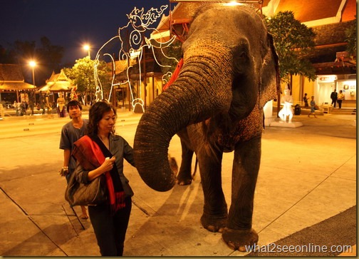 Feeding the elephant in Siam Niramit by what2seeonline.com