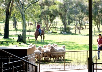 Sandalford Wines, Whistler Chocolate Co, Mondo Nougat, Morish Nut, House of Honey, Upper Reach Winery, Caversham Wildlife Park